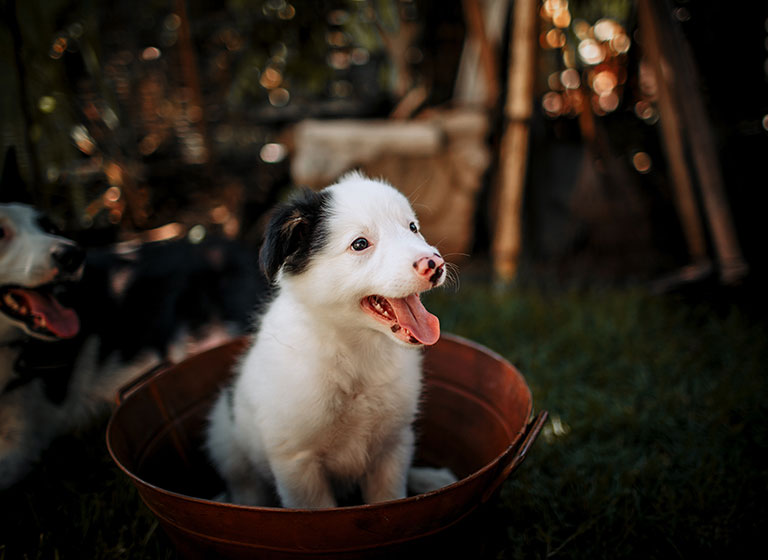 pet_13 pet_13